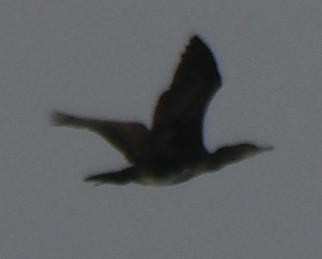 kormorán indomalajský - ML644506768