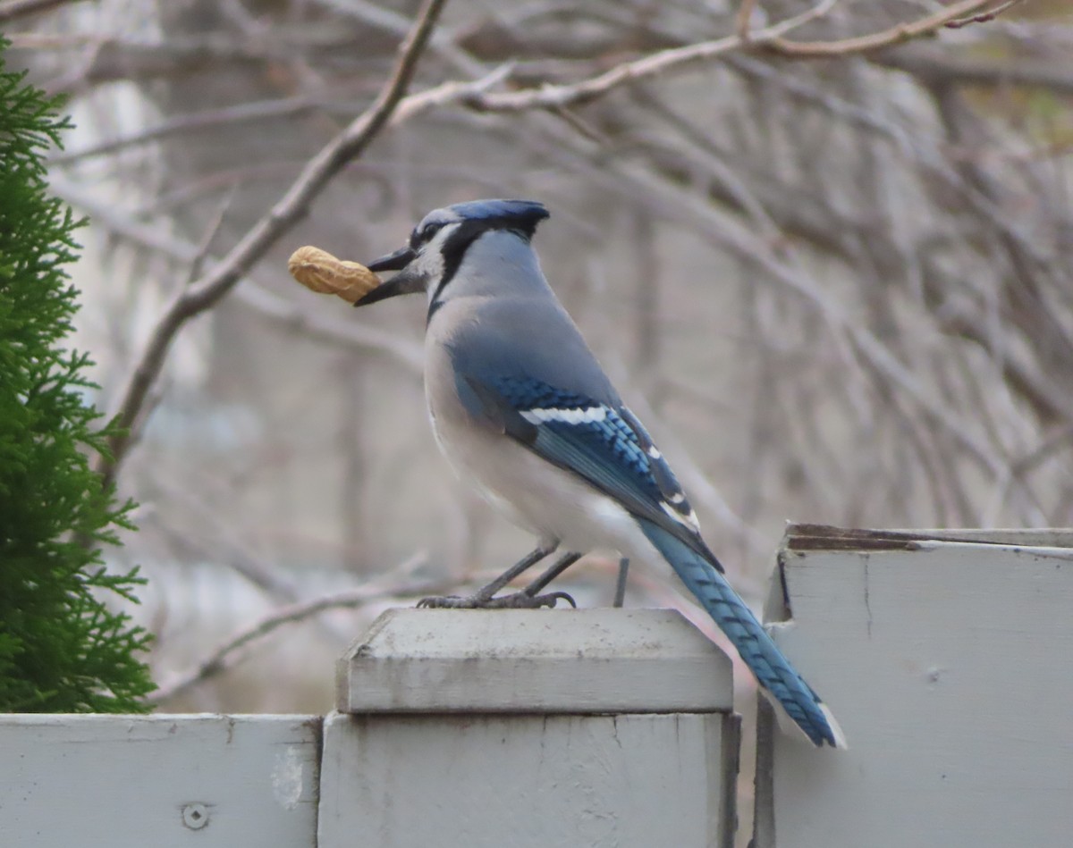 sojka chocholatá - ML644506769