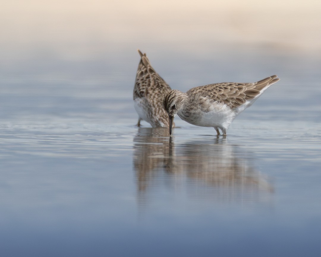 jespák dlouhoprstý - ML644506770