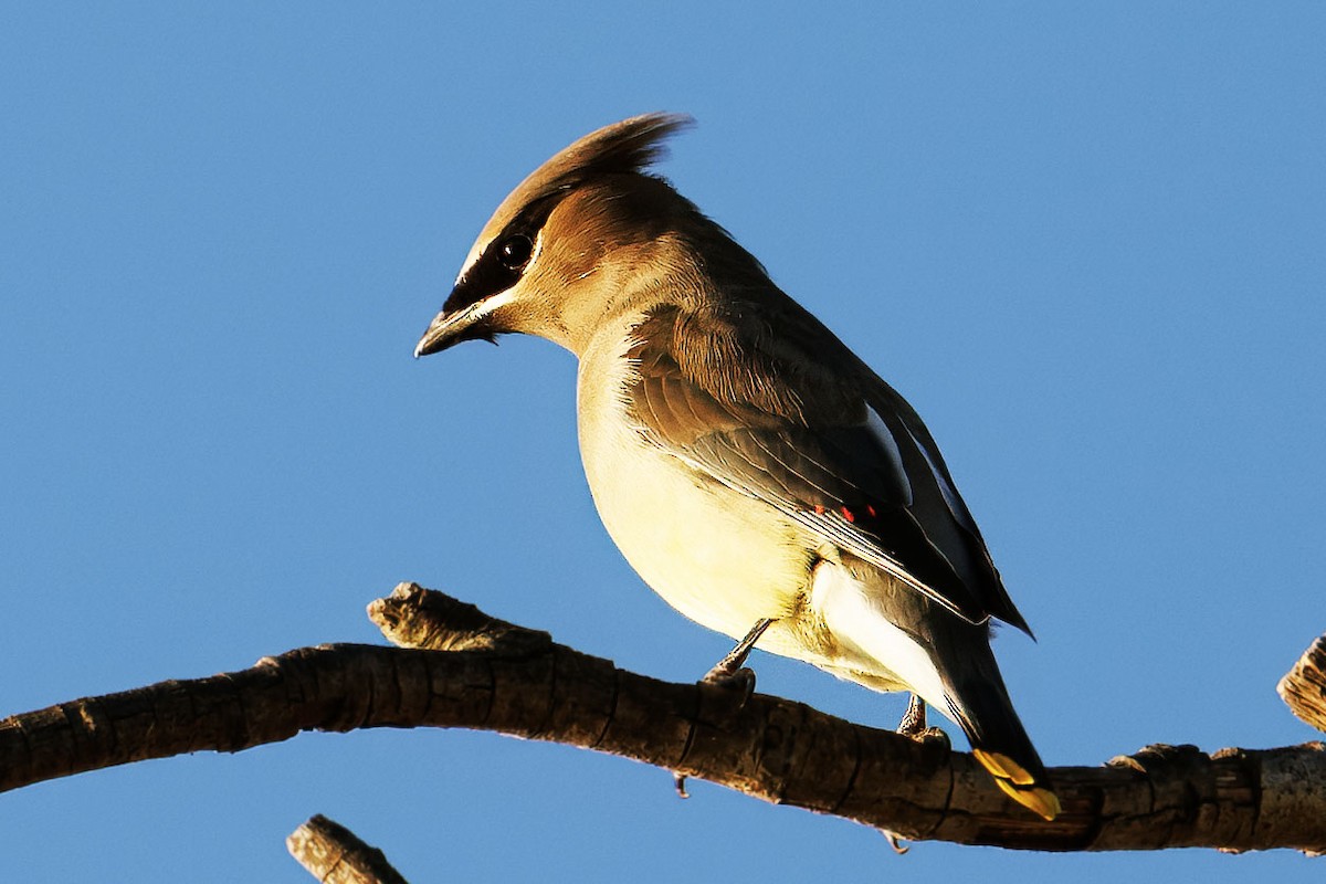 brkoslav americký - ML644506771