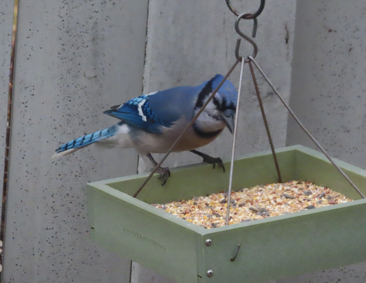 sojka chocholatá - ML644506772