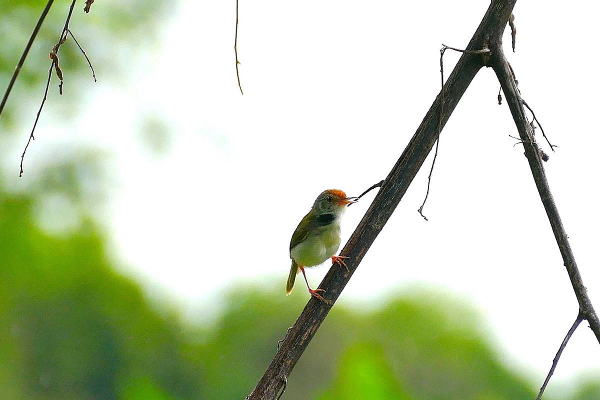Common Tailorbird - ML644506773
