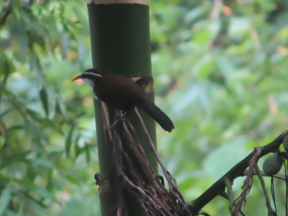 Sri Lanka Scimitar-Babbler - ML644506777