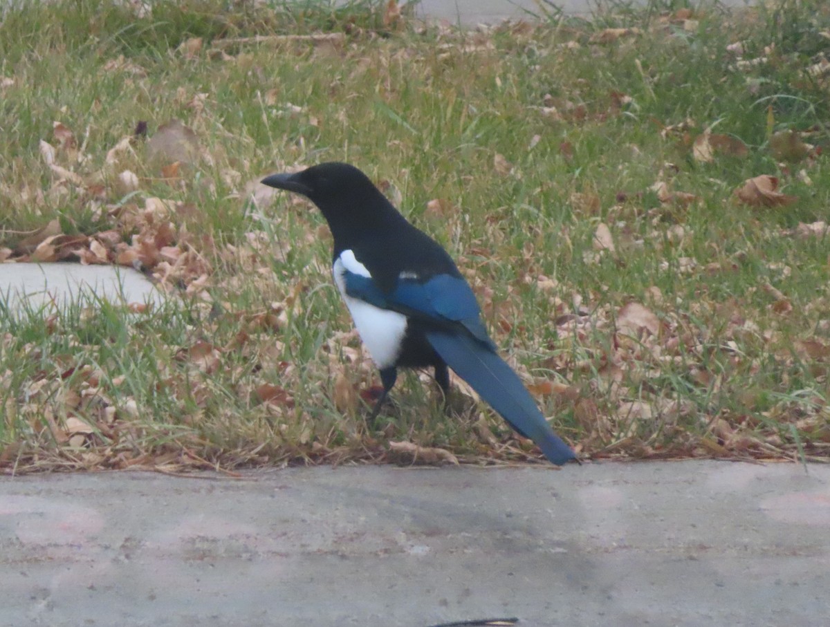 straka americká - ML644506778