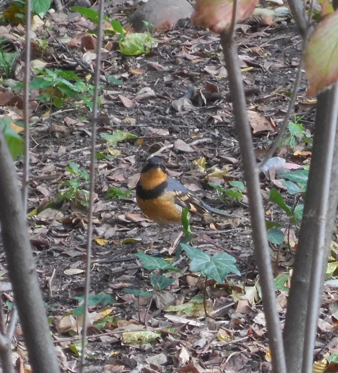 Varied Thrush - ML644506779