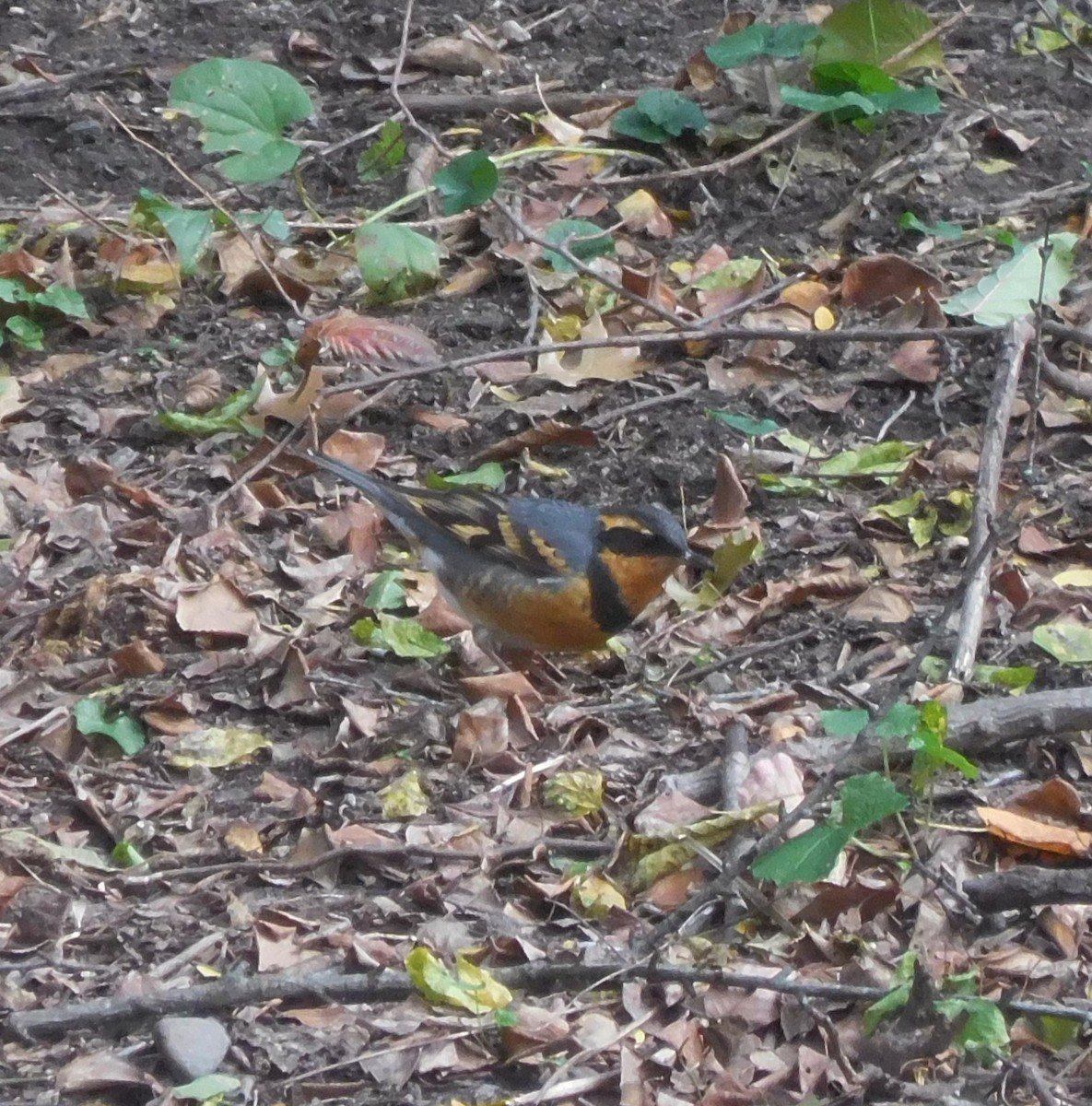 Varied Thrush - ML644506780