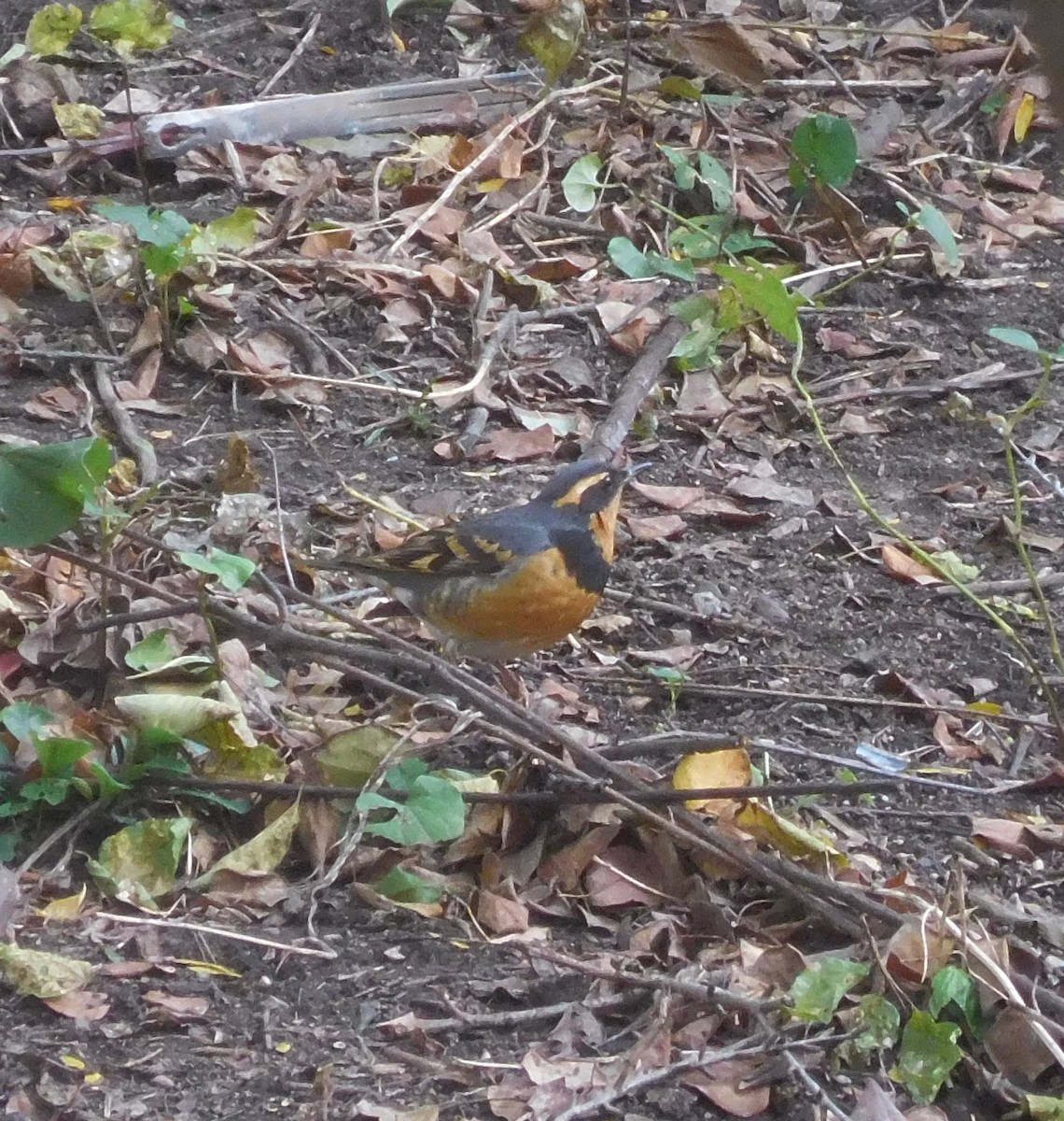 Varied Thrush - ML644506781