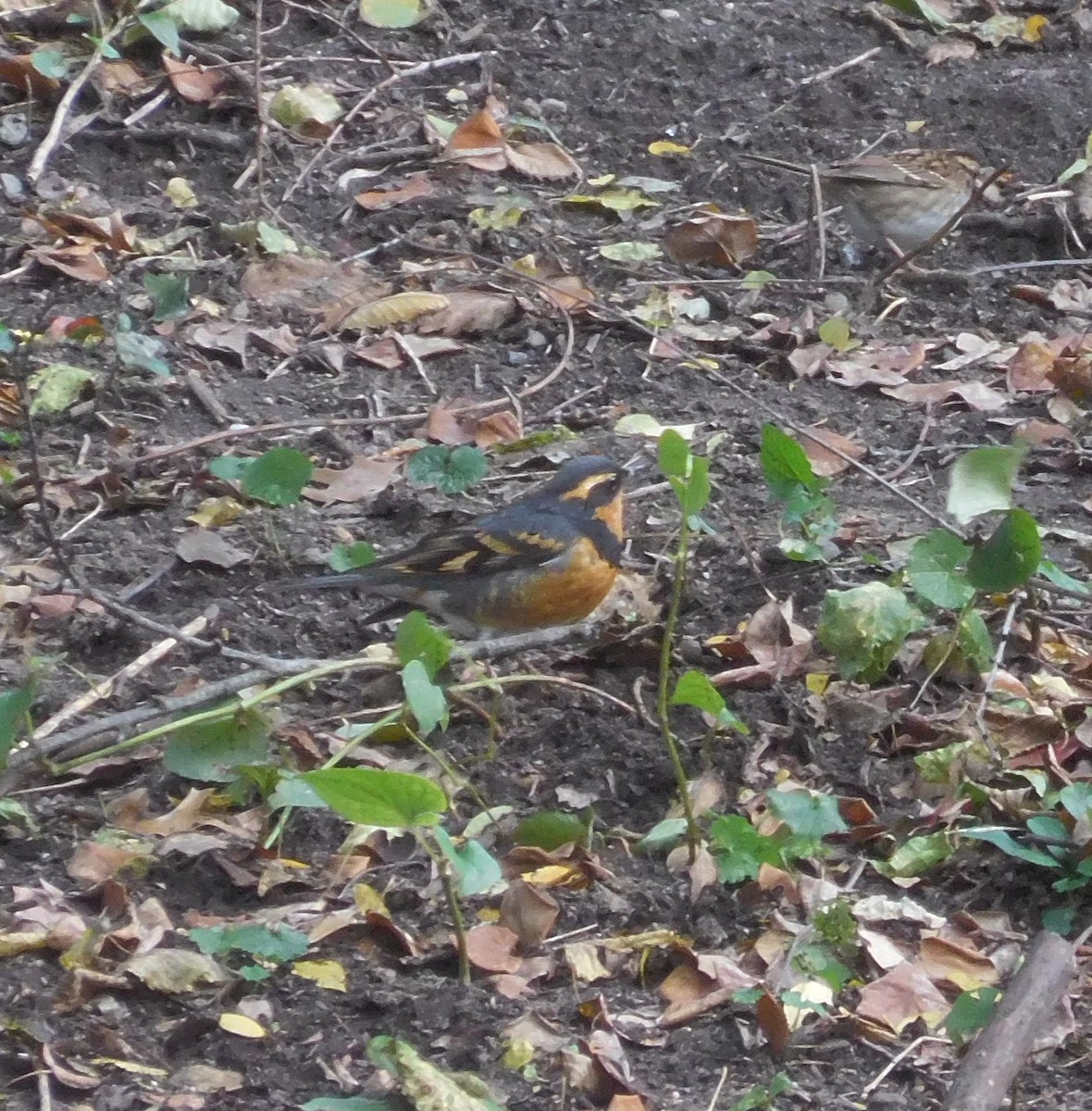 Varied Thrush - ML644506782