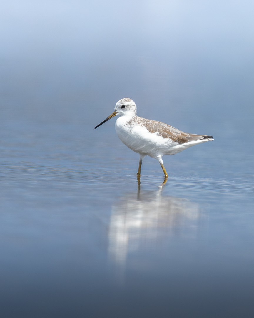 vodouš štíhlý - ML644506783