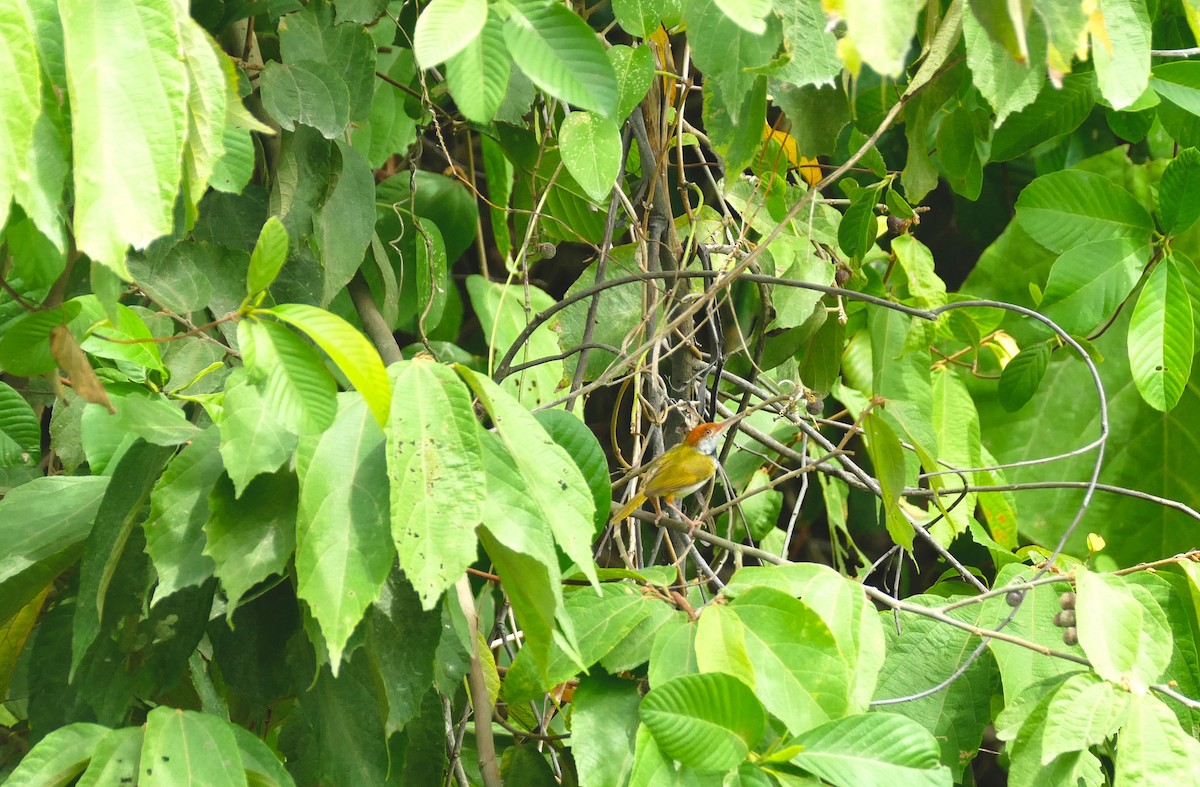 Dark-necked Tailorbird - ML644506784