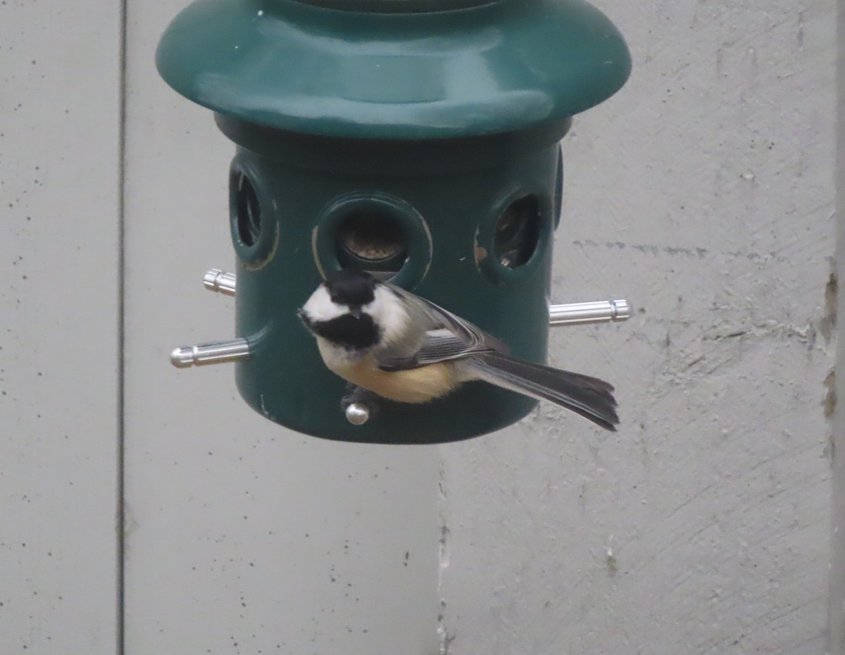 sýkora černohlavá - ML644506785