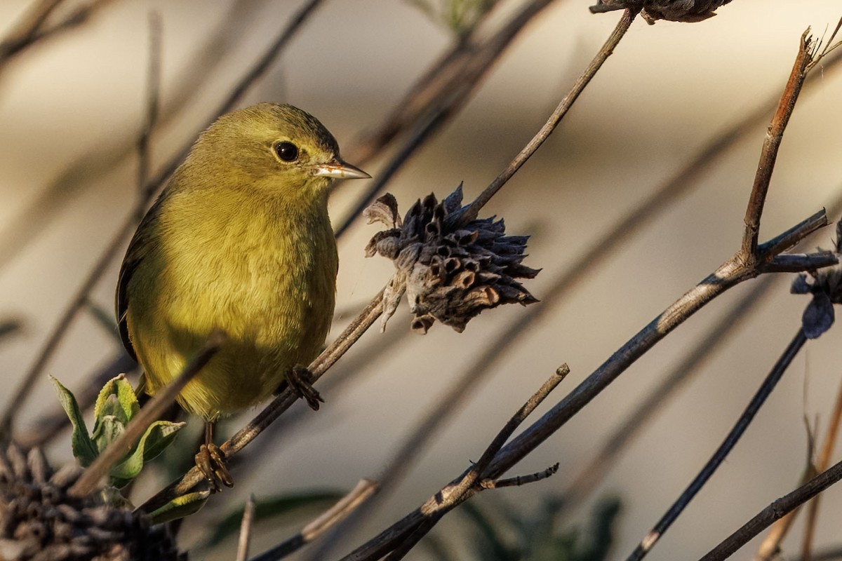 lesňáček hvězdičkový - ML644506788