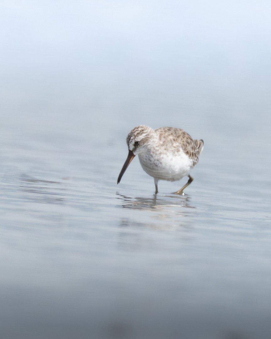 jespáček ploskozobý - ML644506789