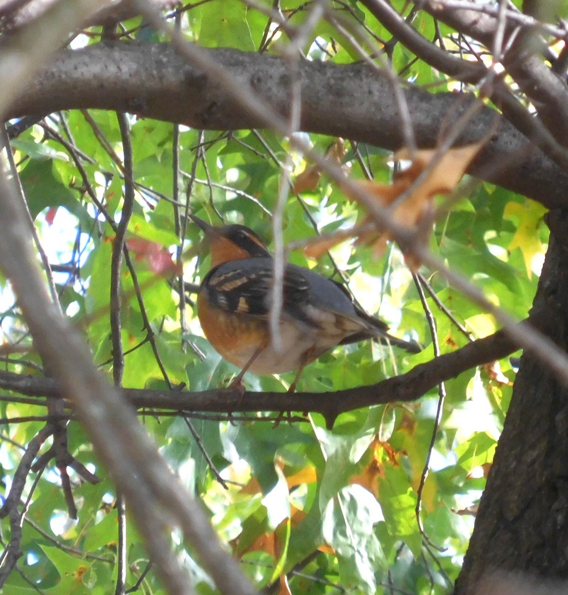 Varied Thrush - ML644506790