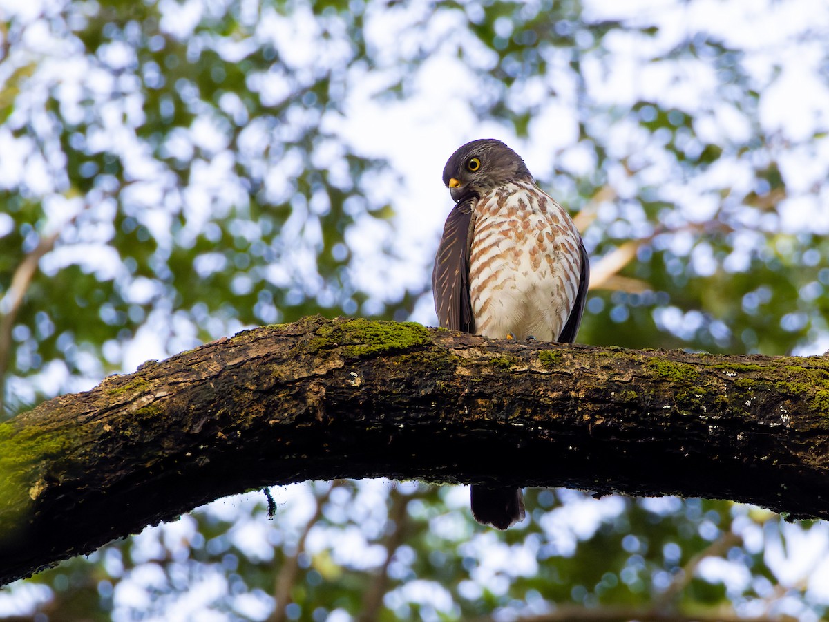 krahujec čínský - ML644506792