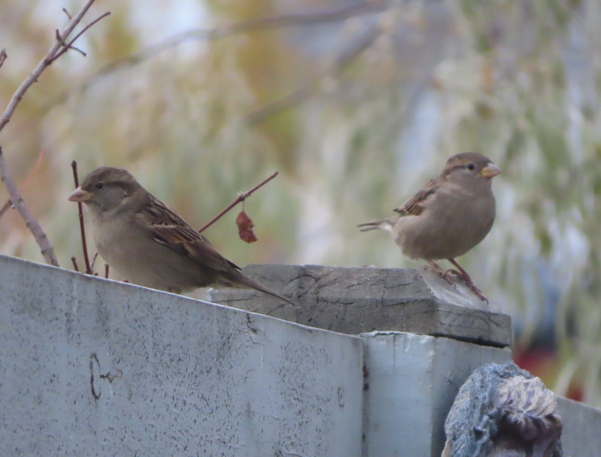 vrabec domácí - ML644506793