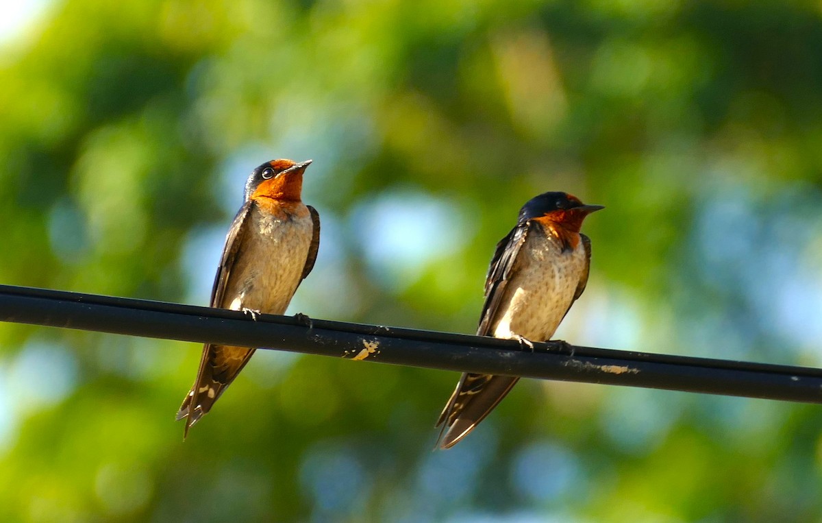 vlaštovka pacifická - ML644506796