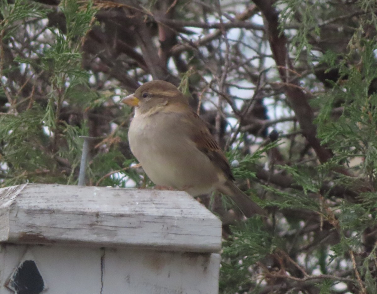 vrabec domácí - ML644506798