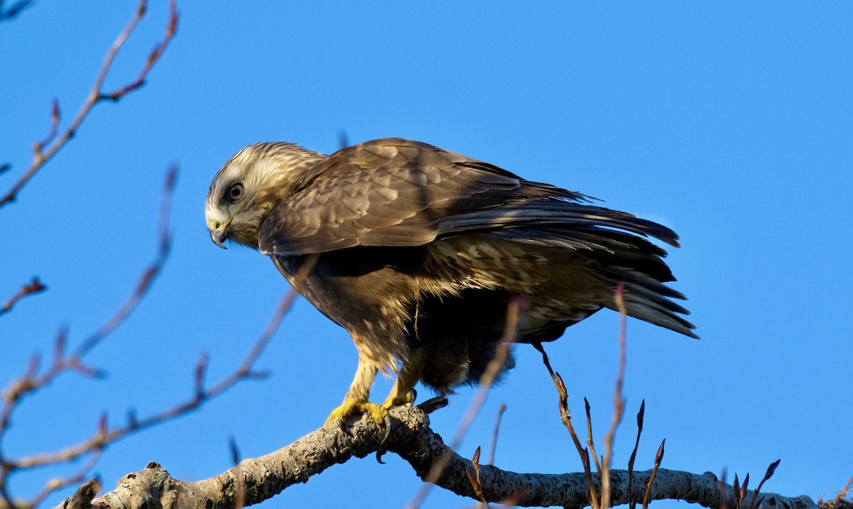 káně rousná - ML644506799