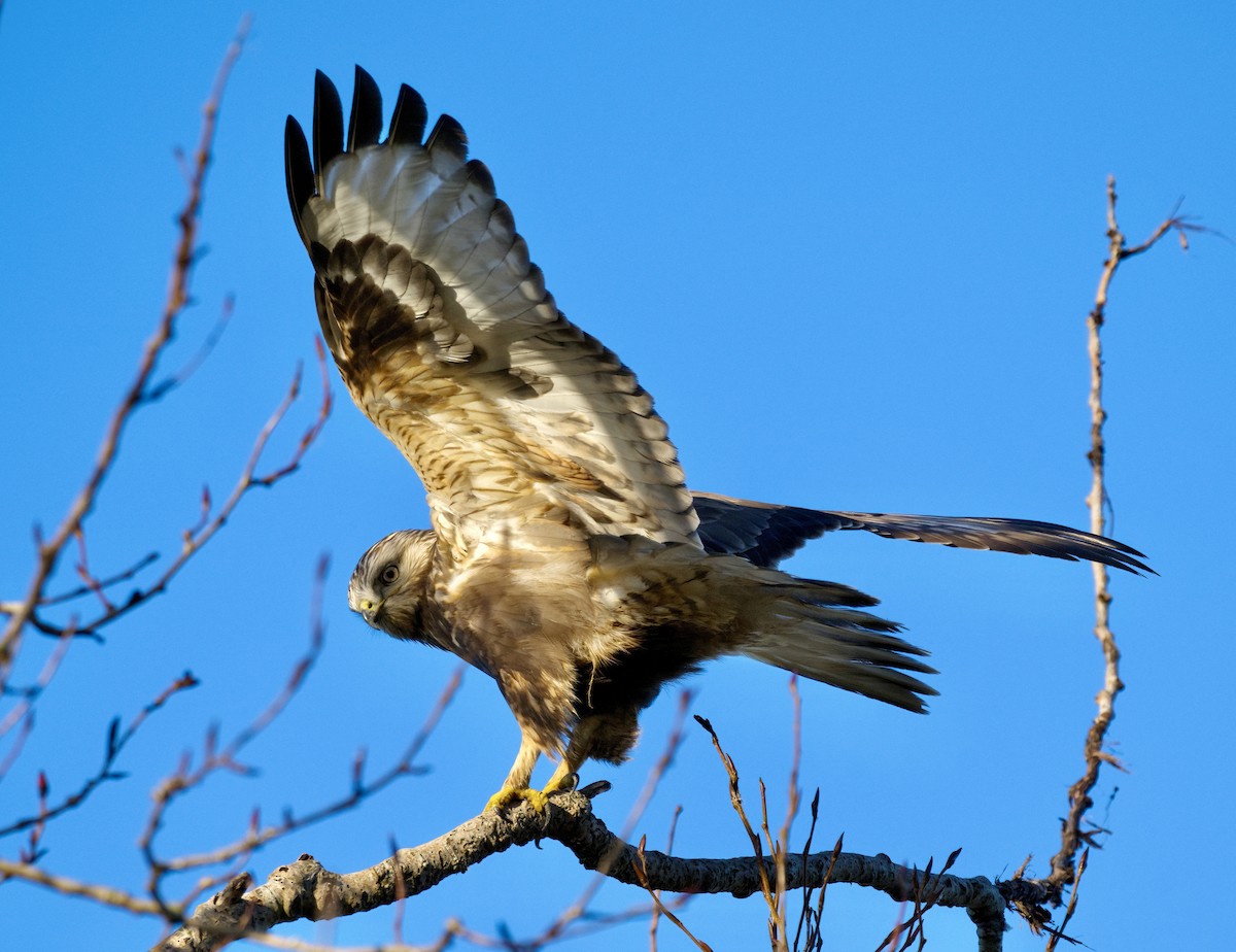 káně rousná - ML644506800