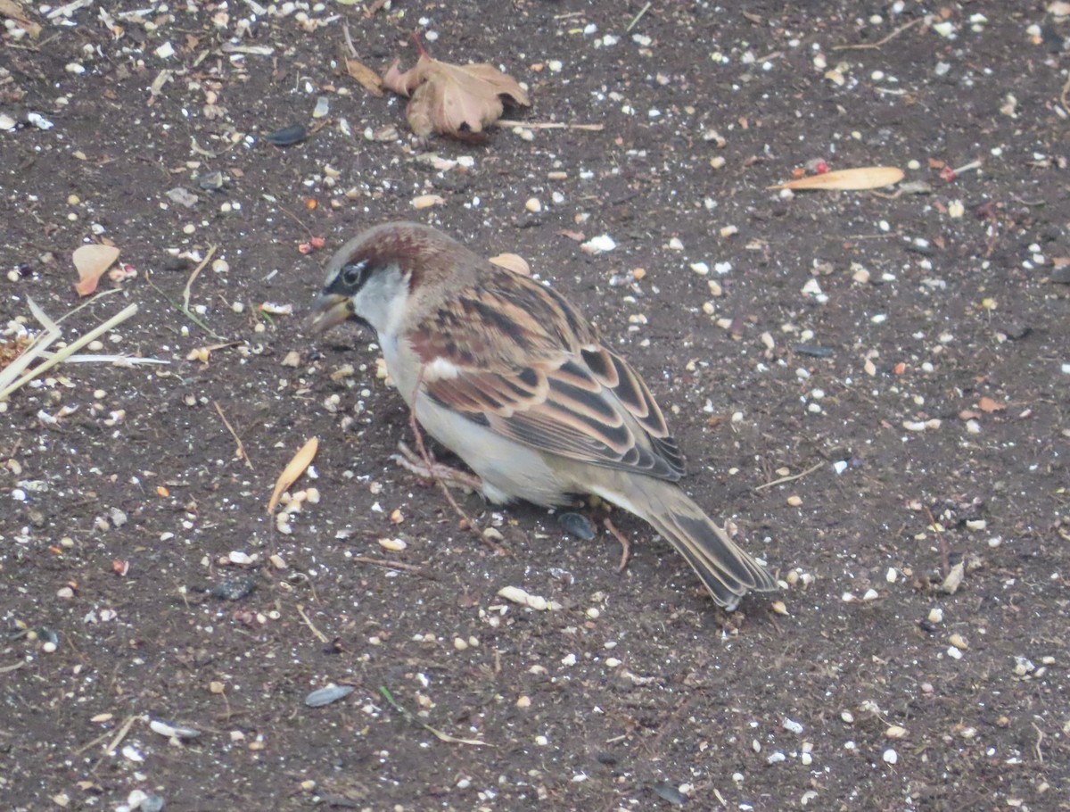 vrabec domácí - ML644506801