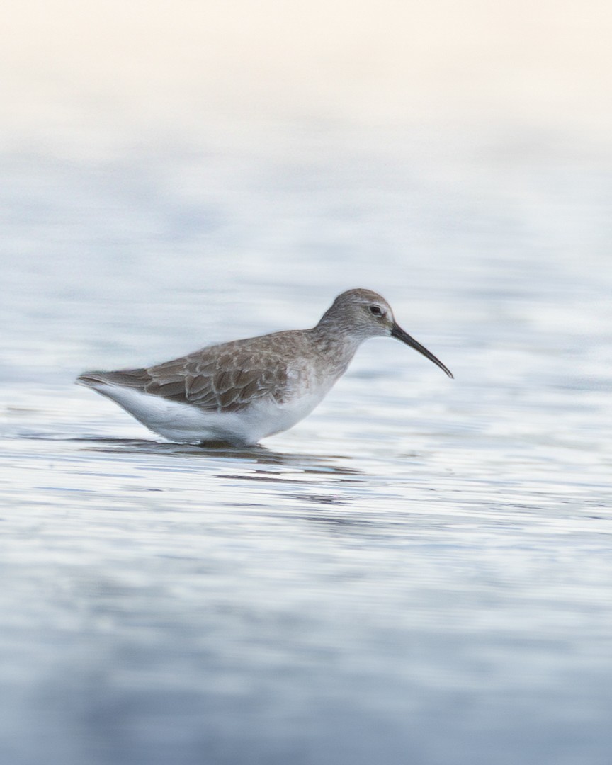 jespák křivozobý - ML644506802