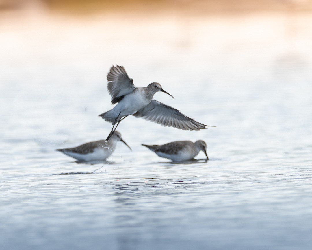 jespák křivozobý - ML644506803