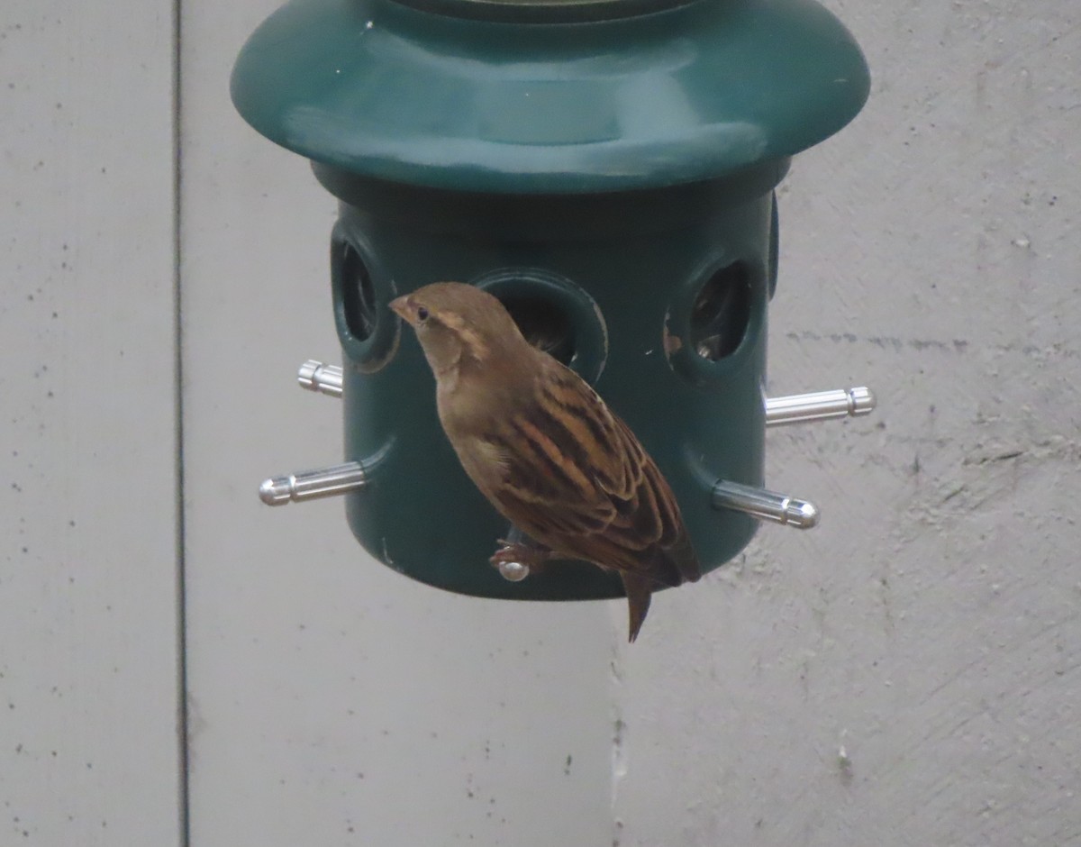 vrabec domácí - ML644506804