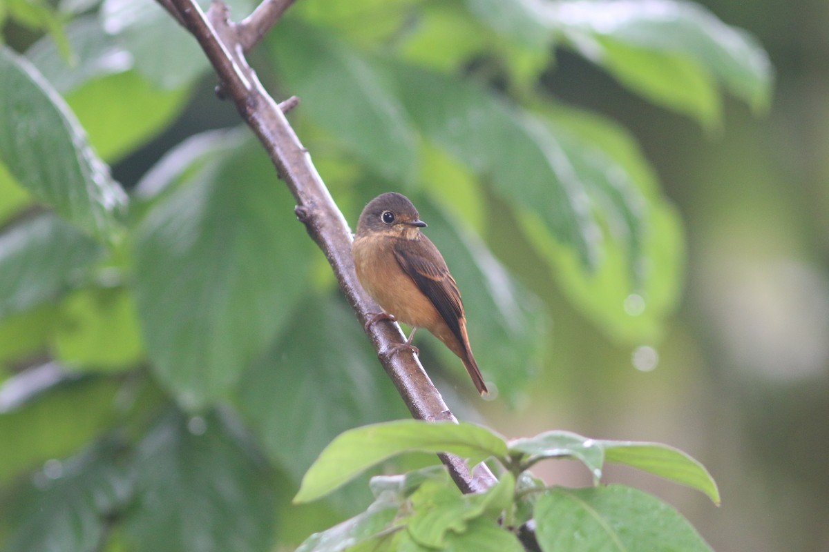 Rostschnäpper - ML644506844