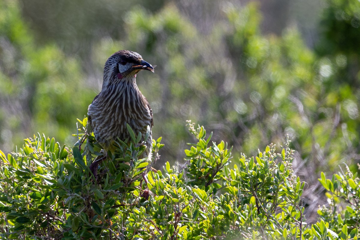 Red Wattlebird - ML644507036
