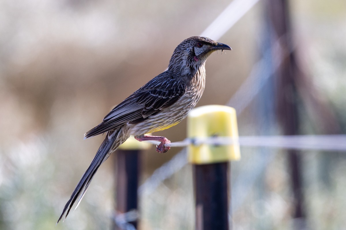 Red Wattlebird - ML644507037