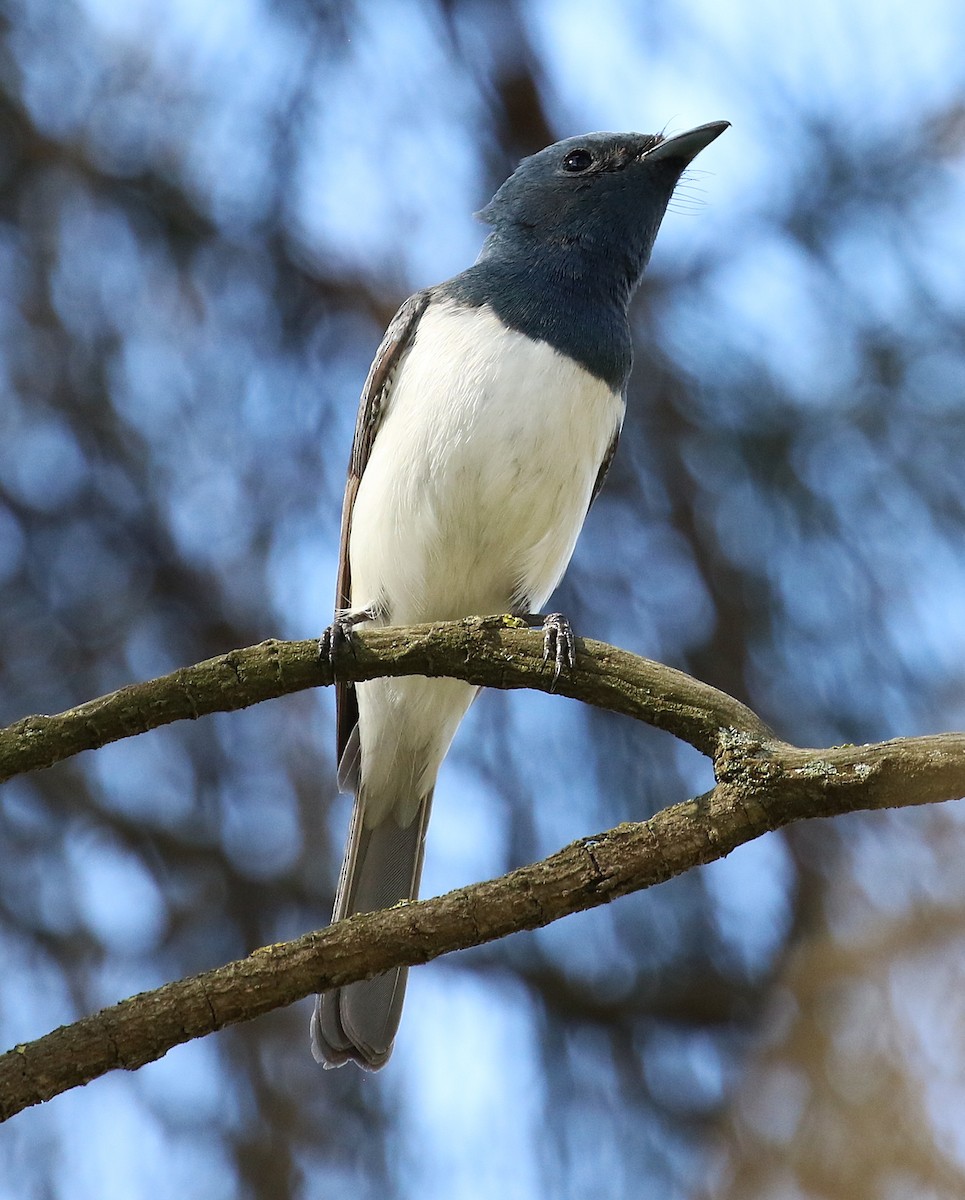 Leaden Flycatcher - ML644507043