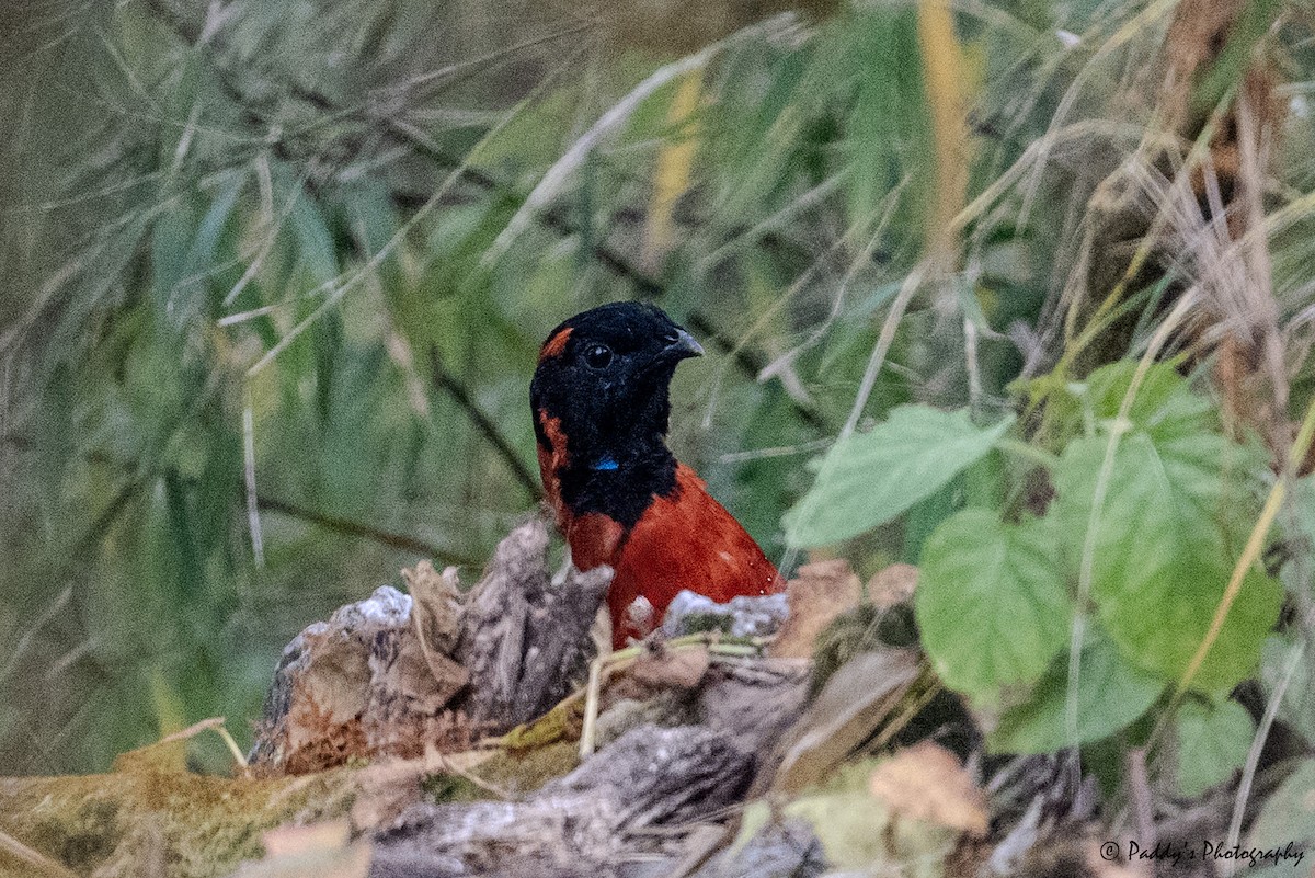 Satyr Tragopan - ML644507046