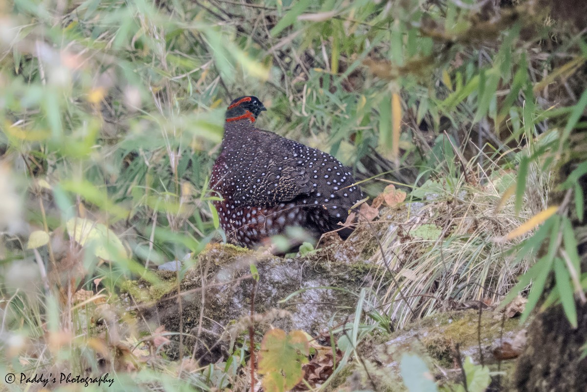 Satyr Tragopan - ML644507048