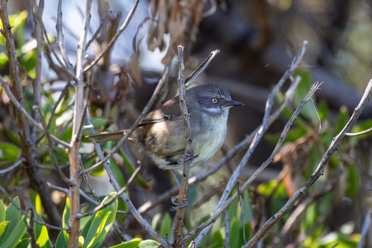 White-browed Scrubwren - ML644507066