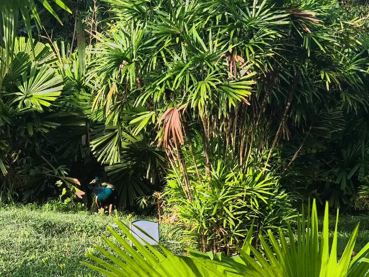 indiapåfugl - ML644507105