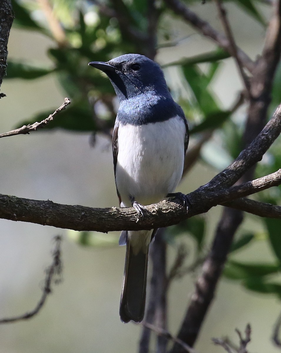 Leaden Flycatcher - ML644507113
