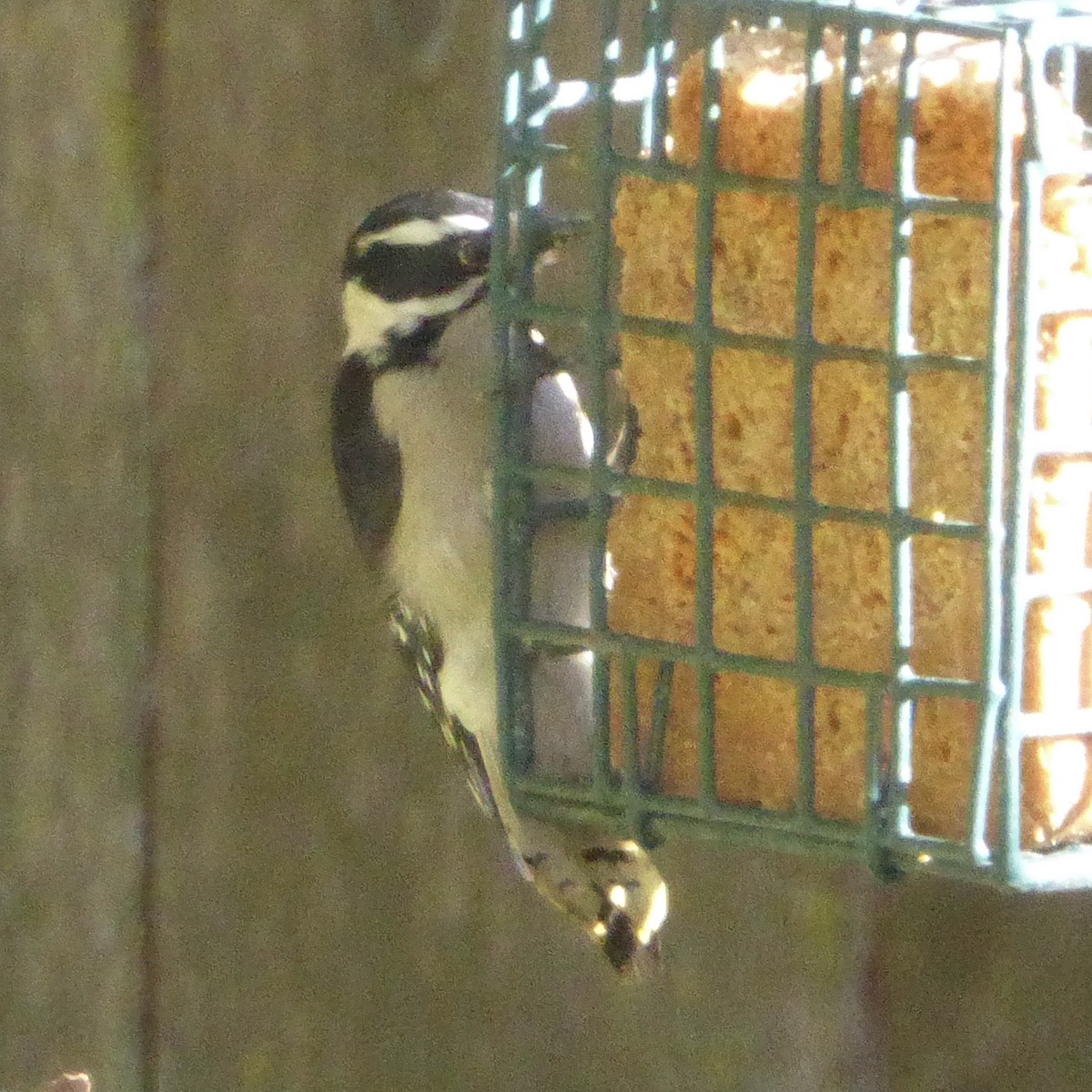 Pico Pubescente - ML644507178