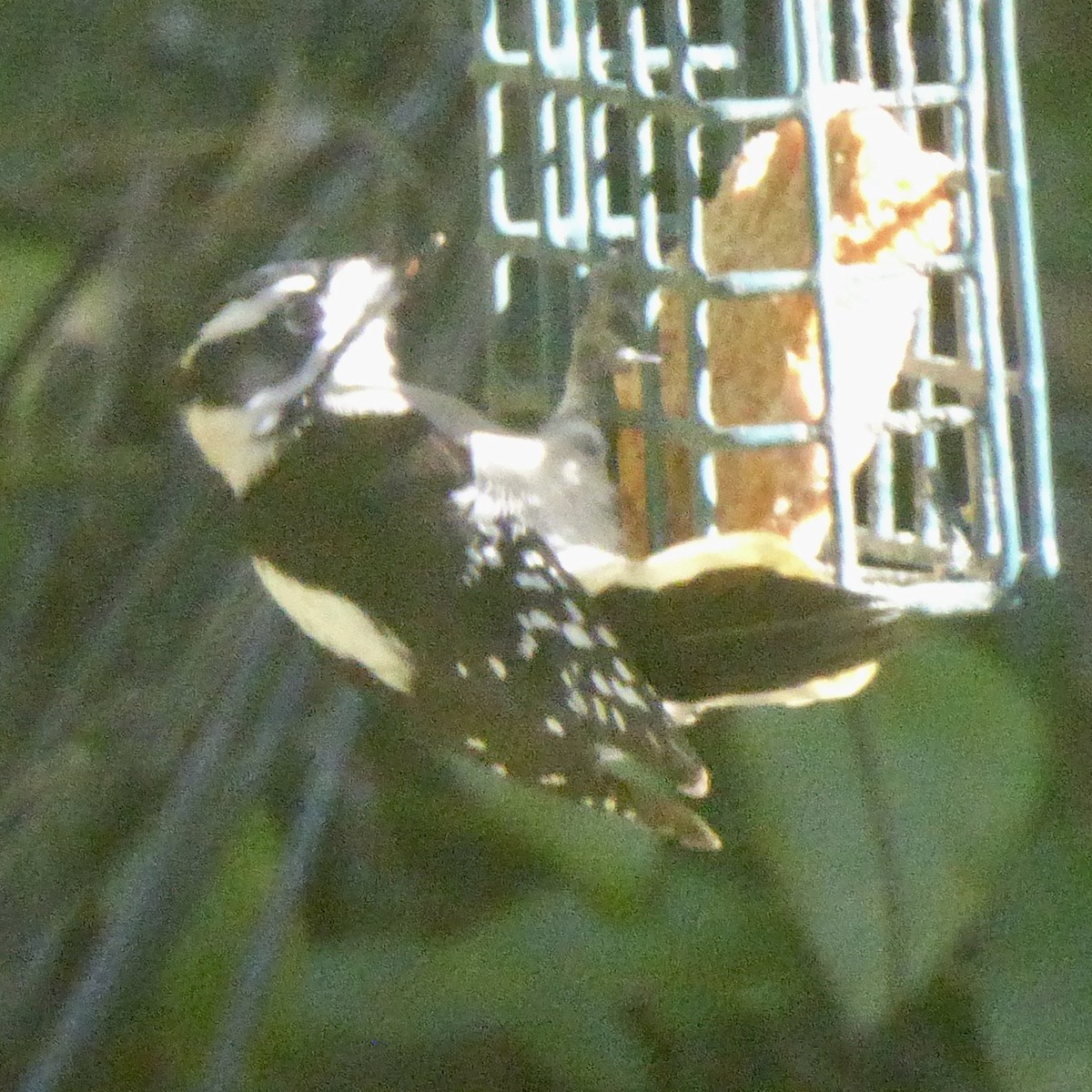 Pico Pubescente - ML644507190