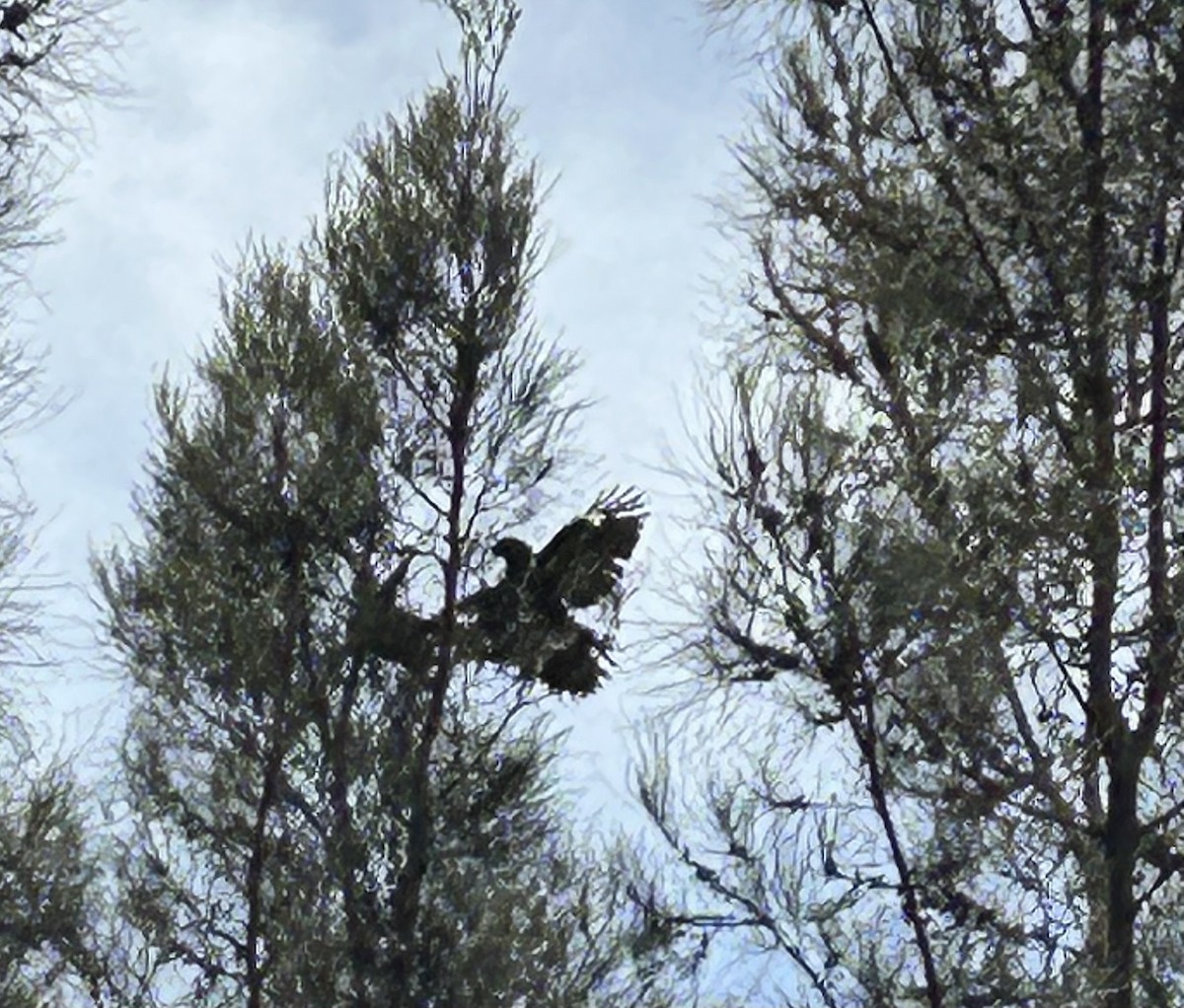 Pied Currawong - ML644507226