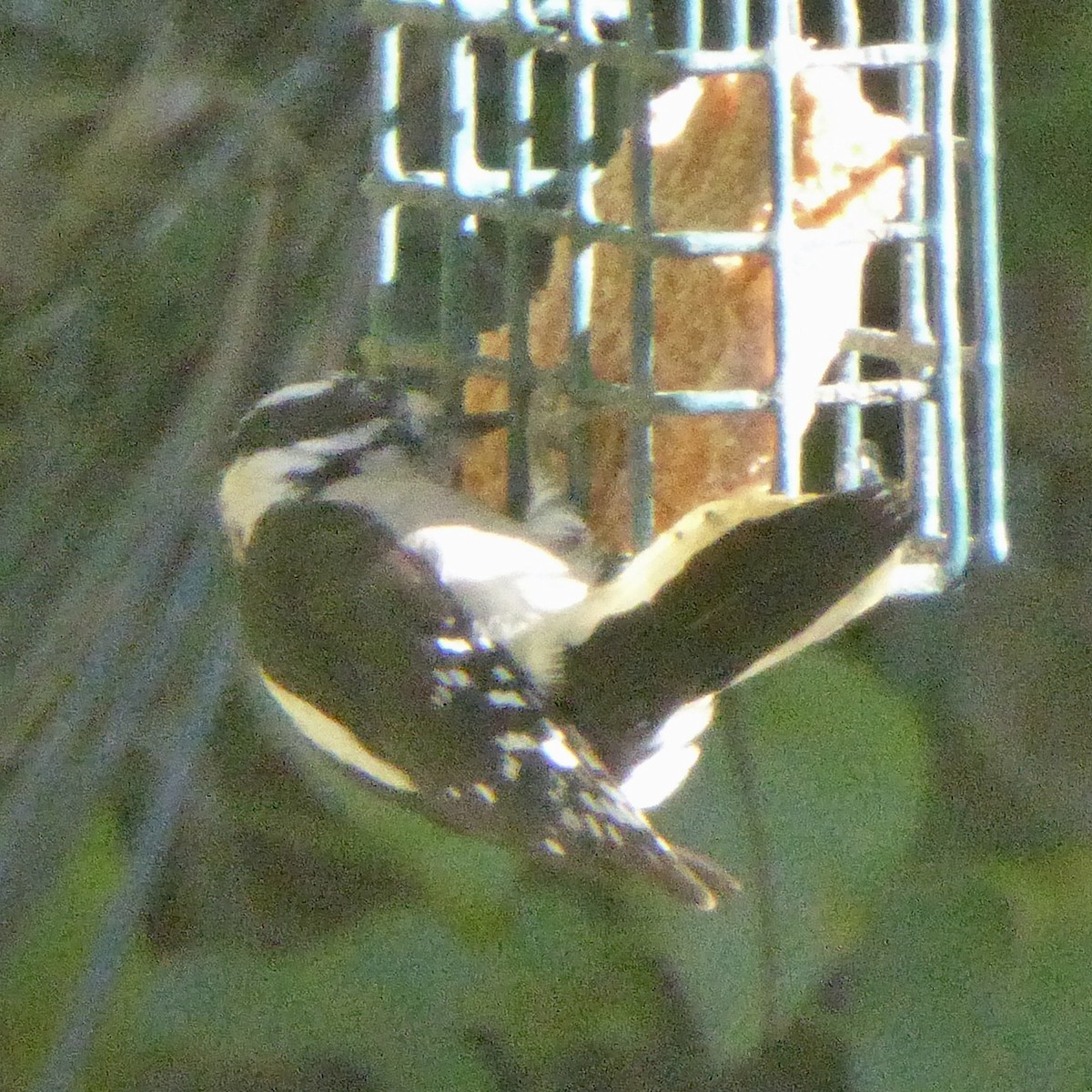 Pico Pubescente - ML644507233