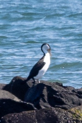 Pied Cormorant - ML644507299