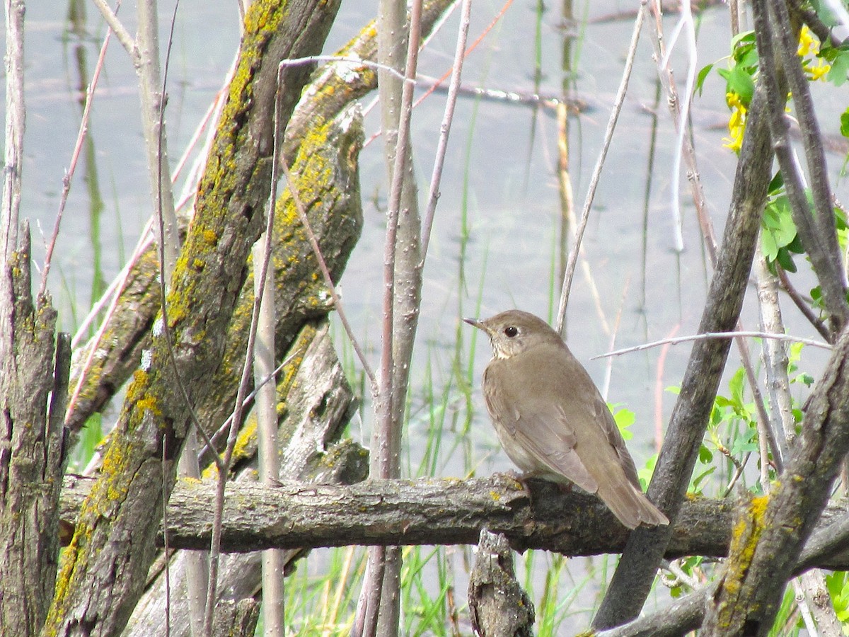 gråkinnskogtrost - ML644507320