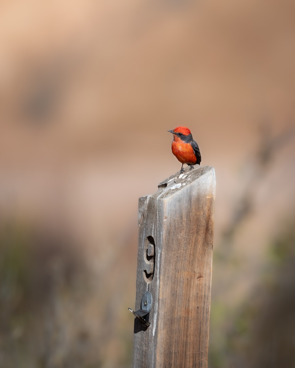 Vermilion Flycatcher - ML644507326