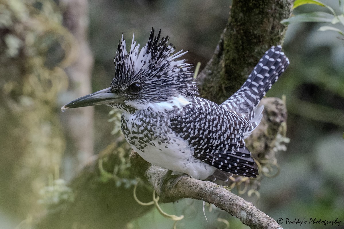 Crested Kingfisher - ML644507329