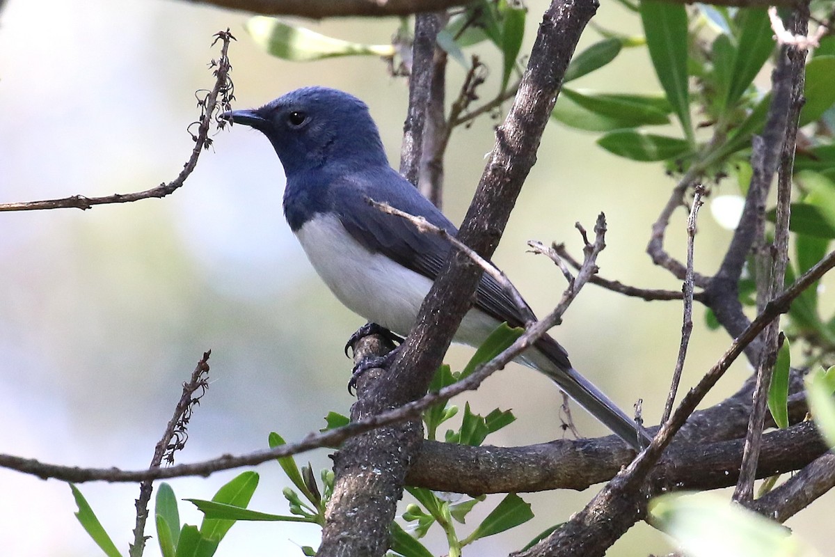 Leaden Flycatcher - ML644507341