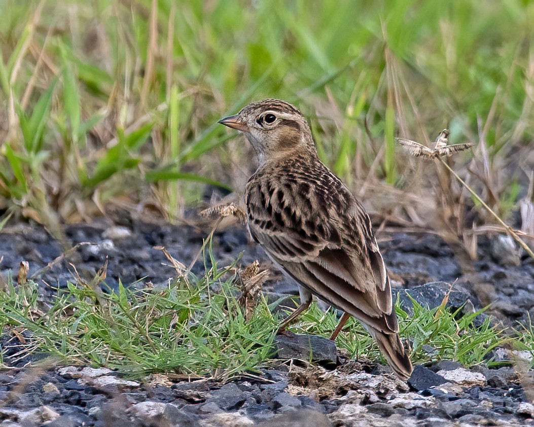 Alouette de Sykes - ML644507359