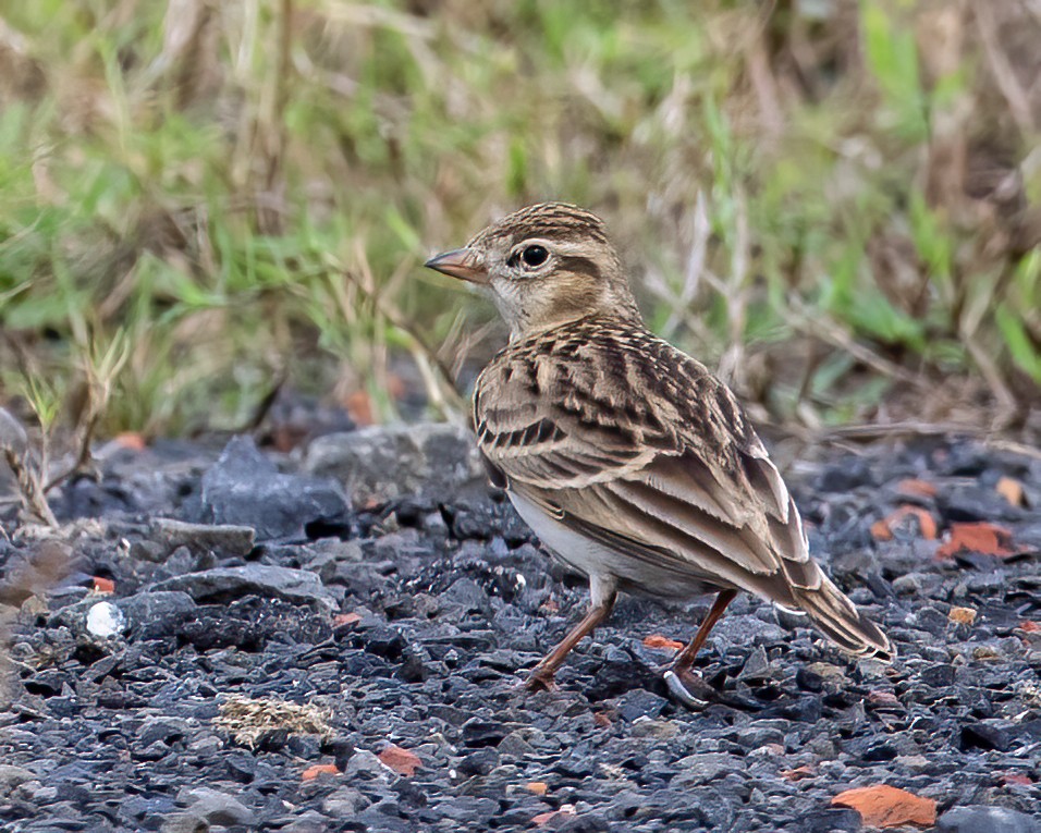 Alouette de Sykes - ML644507360