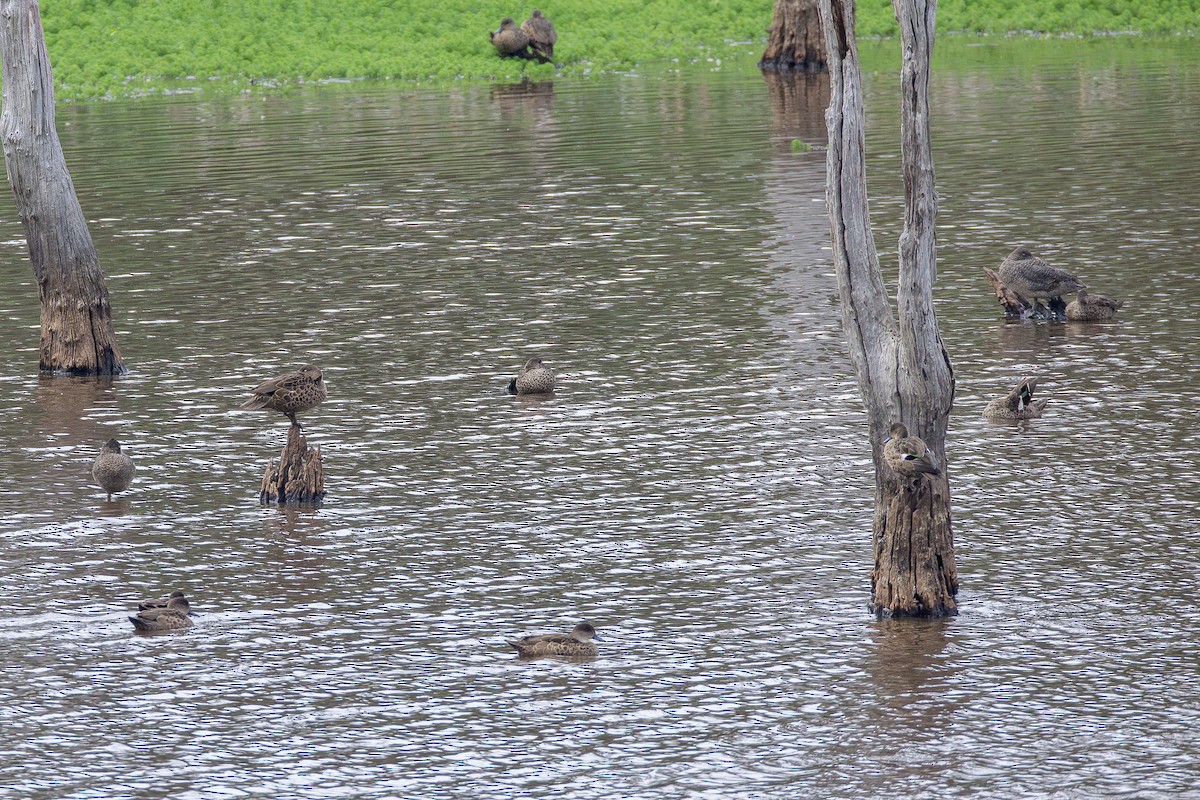 Affengans - ML644507381