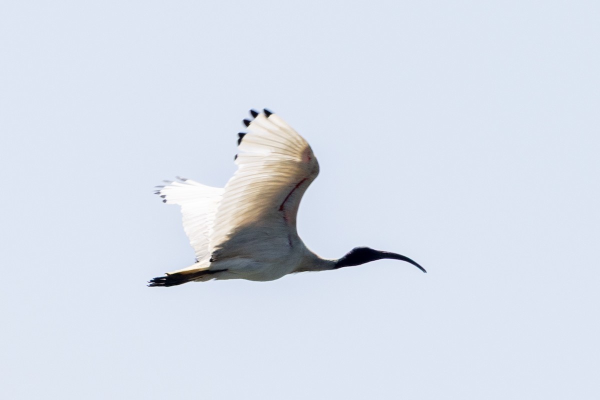 Australian Ibis - ML644507386